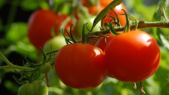 ‘EU/German agency pact with Ogun on tomato, pepper yielding good results’
