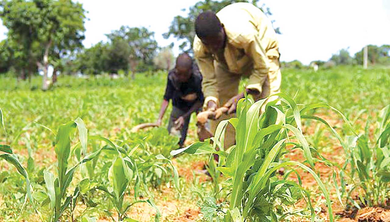 south-west-shortage-of-farm-labourers-threatens-good-harvest-the