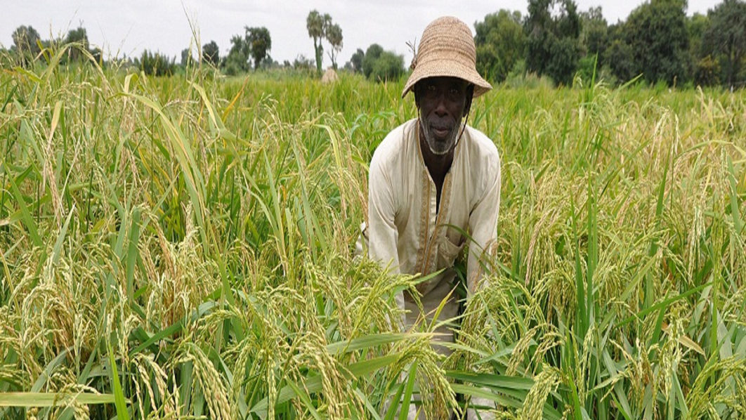 FG appoints Balarabe as new FADAMA national project coordinator | The ...