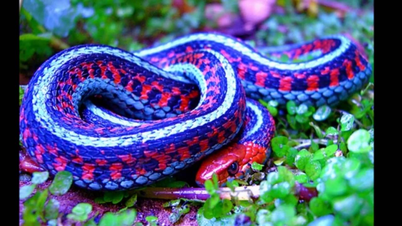 six-interesting-facts-about-snakes-you-may-not-know-guardian-life