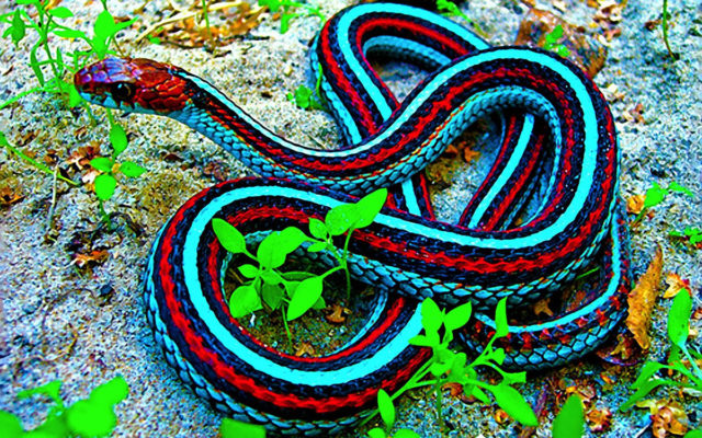 six interesting facts about snakes you may not know.