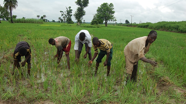 Hunger defies N4.68tr investment in agriculture by banks-Report