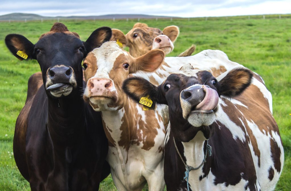 Seven Amazing Facts About Cows Guardian Life The Guardian Nigeria News Nigeria And World News