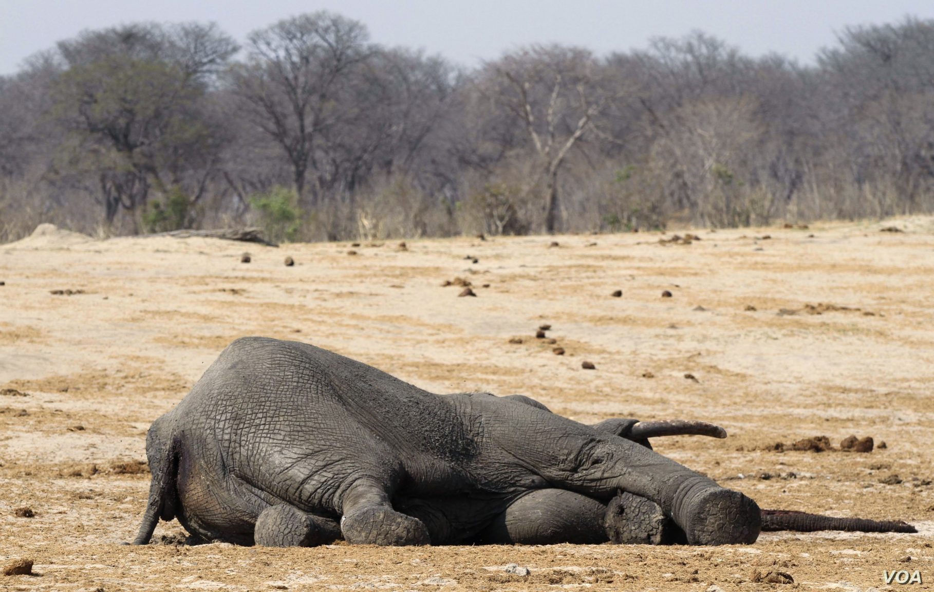 Three more elephants killed in Sri Lanka, bringing toll to seven | The