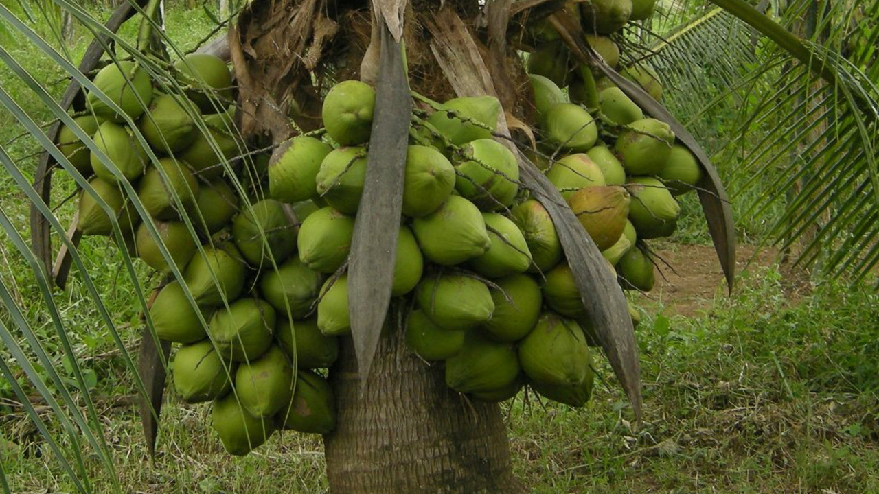 Mitigating climate change in Lagos with agroforestry of coconut, bitter ...