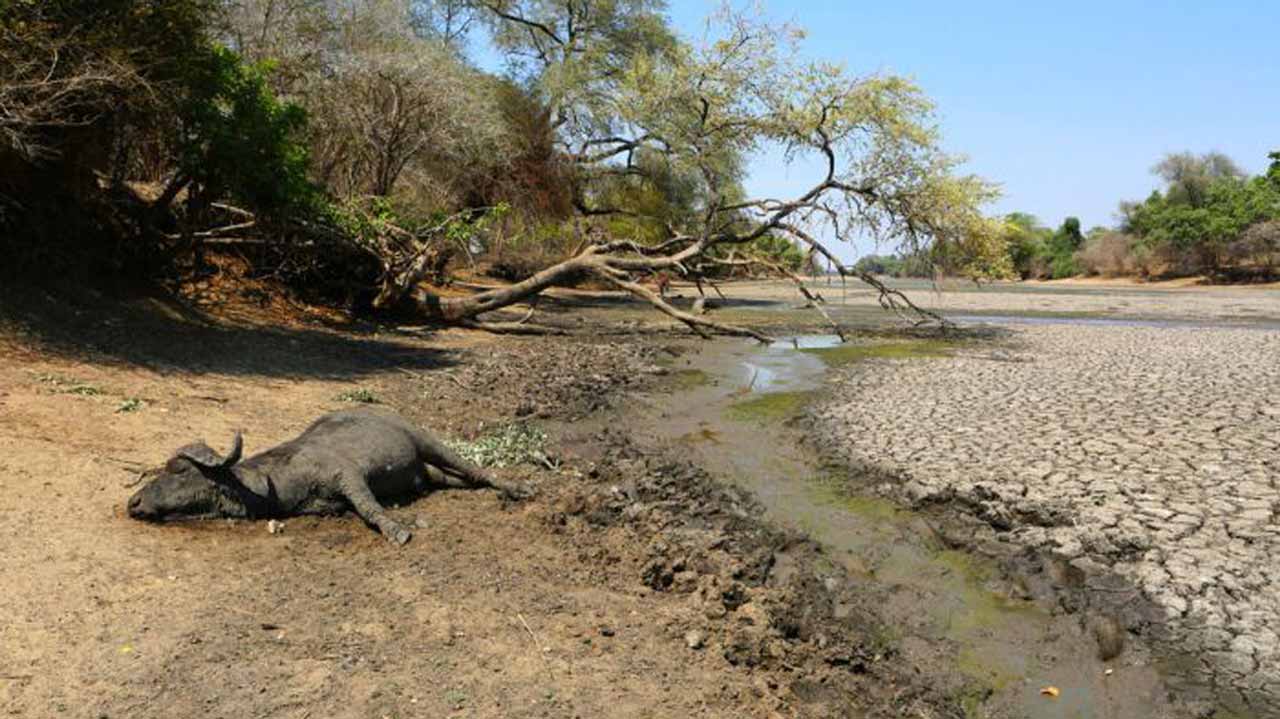 Drought-hit Zimbabwe to transfer thousands of animals