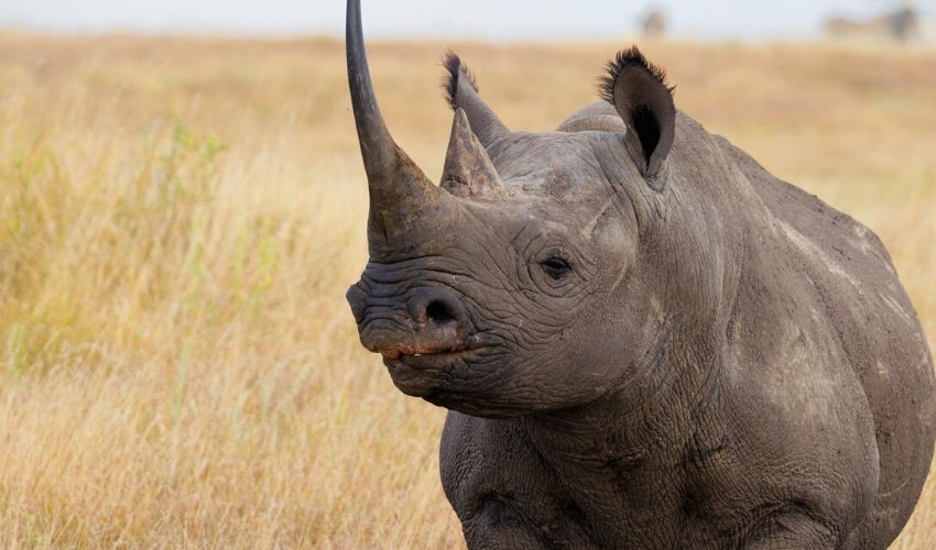 Black Rhino