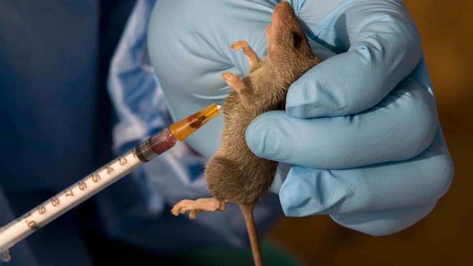 Nigeria to conduct Lassa fever vaccine clinical trials