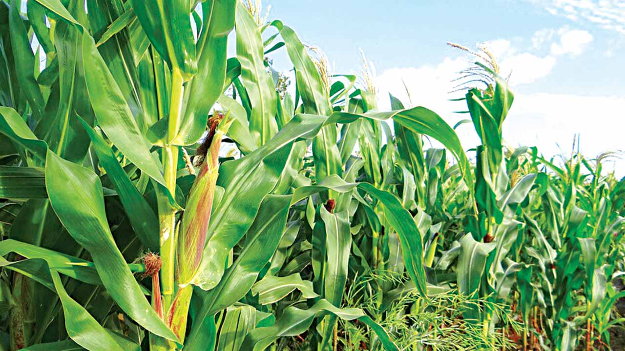 Experts develop hybrid seeds to boost maize, cowpeas production | The Guardian Nigeria News - Nigeria and World News — Features — The Guardian Nigeria News – Nigeria and World News