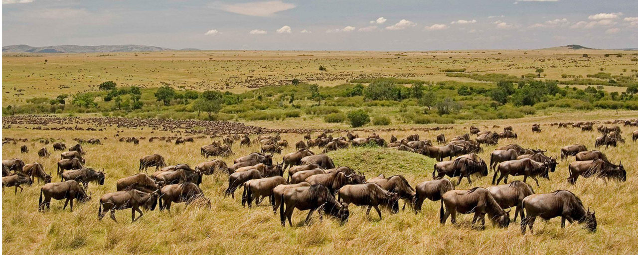 Maasai Mara