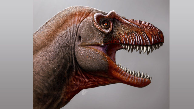 79.5 Million Years Old Tyrannosaur's Fossils Discovered In Canada ...