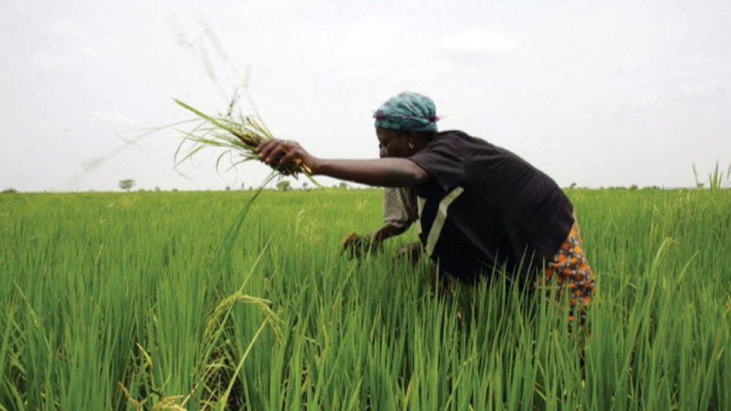 Rice production increases to three million tonnes in Kano, says ...