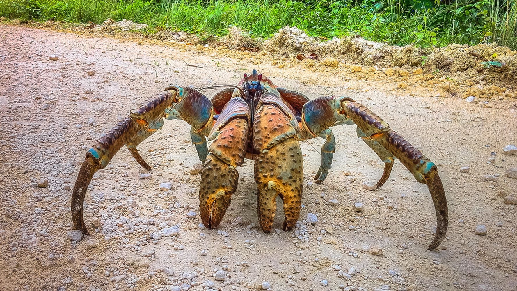 Meet The World s Largest Crab That Feeds On Birds And Breaks Bones 