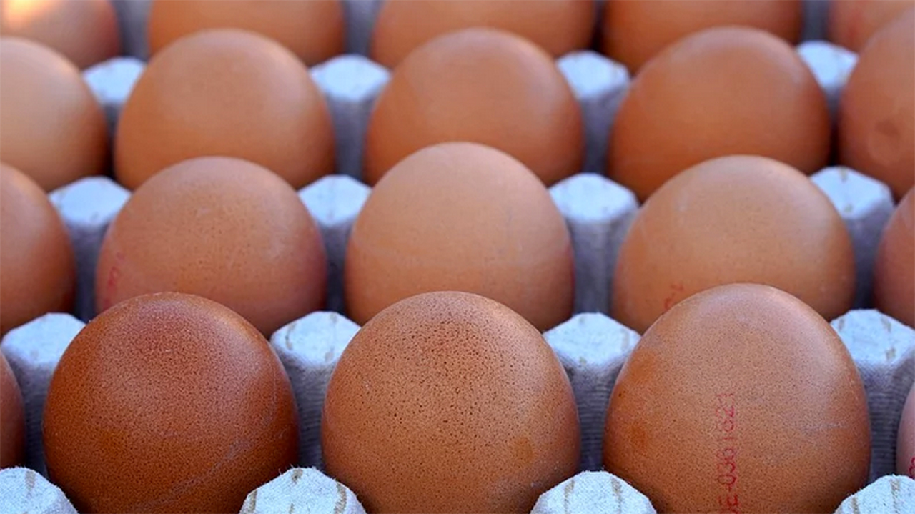 FG inaugurates national egg production scheme in Kogi | The Guardian  Nigeria News - Nigeria and World News — Business — The Guardian Nigeria  News – Nigeria and World News