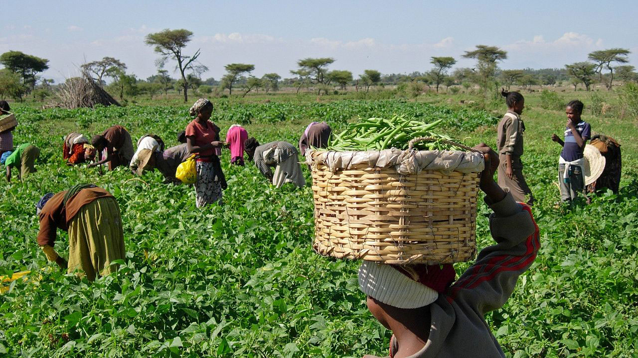 Driving sustainable growth in Nigeria's agricultural sector | The ...