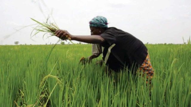 ‘Covid-19 stalls $148,209 Japanese grant for Ekiti rice farmers ...