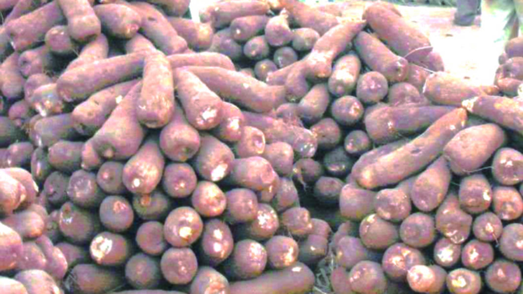 Tubers-of-yam-1062x598.jpg