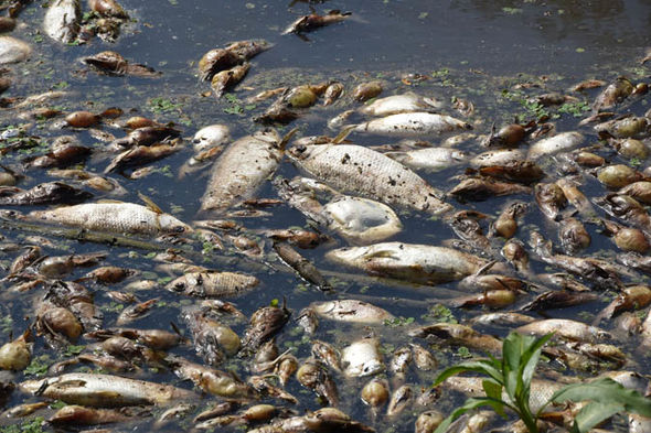 Communities seek help over dead fishes on shorelines — Property — The ...