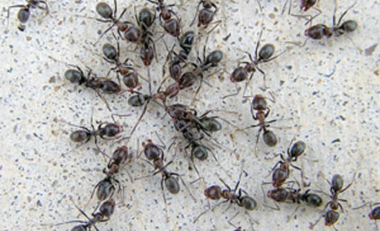 Ants