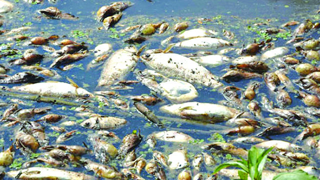 Nosdra Traces Dead Fishes On Niger Delta Coastline To Toxic Wastes 