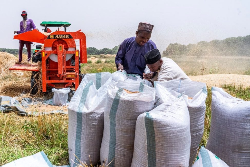 achieving-accelerated-wheat-production-in-nigeria-the-guardian