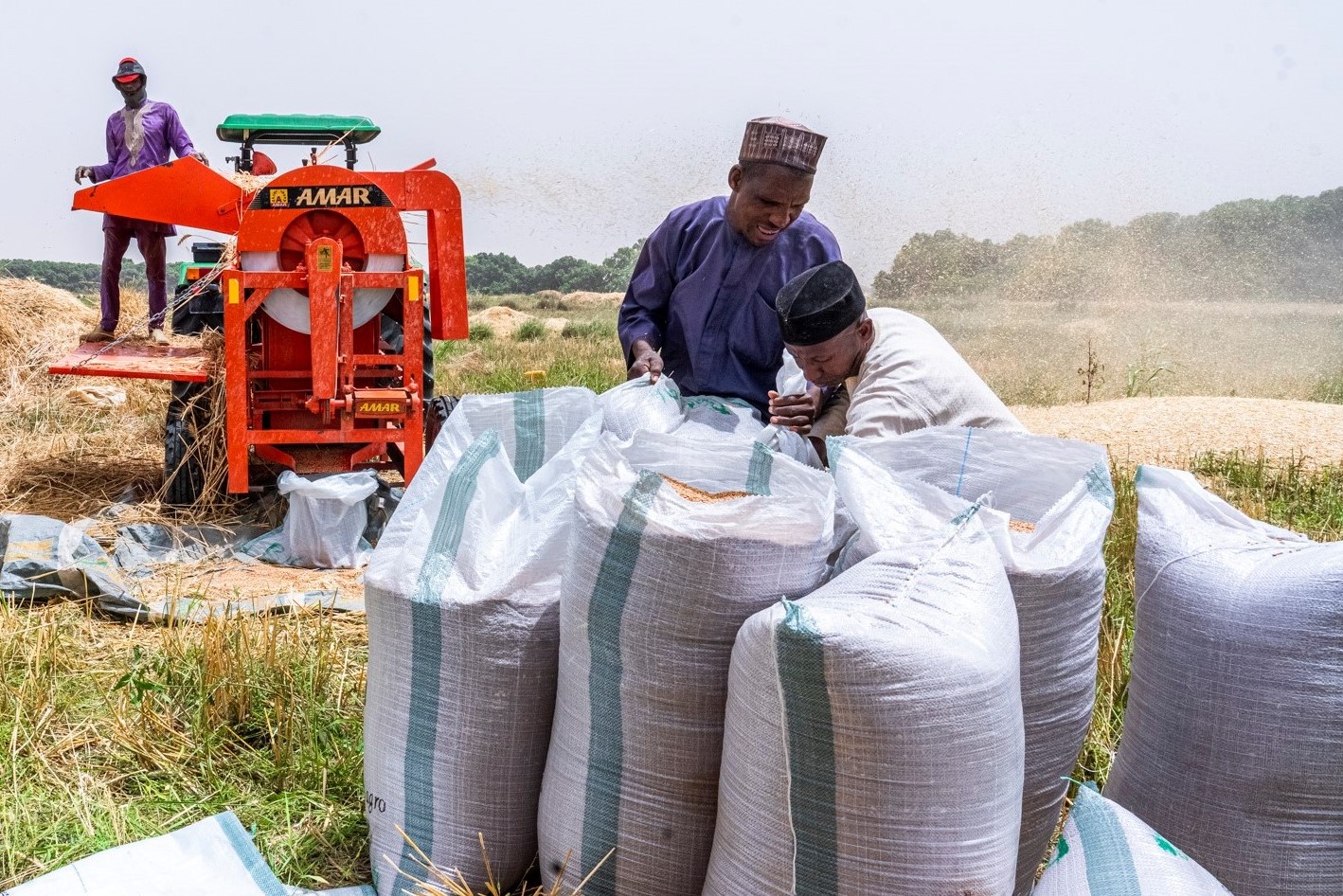 Achieving accelerated wheat production in Nigeria | The Guardian Nigeria  News - Nigeria and World News — Features — The Guardian Nigeria News –  Nigeria and World News