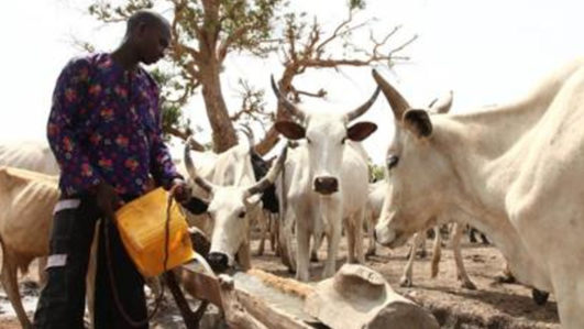 Herdsmen raping our wives, daughters — Delta community