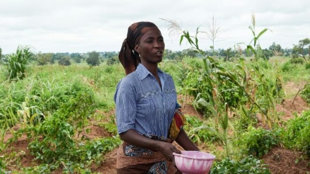 Farmers queries plan to spend N13billion on pest control | The Guardian ...