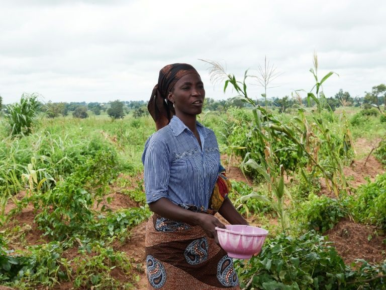 Farmers queries plan to spend N13billion on pest control | The Guardian ...