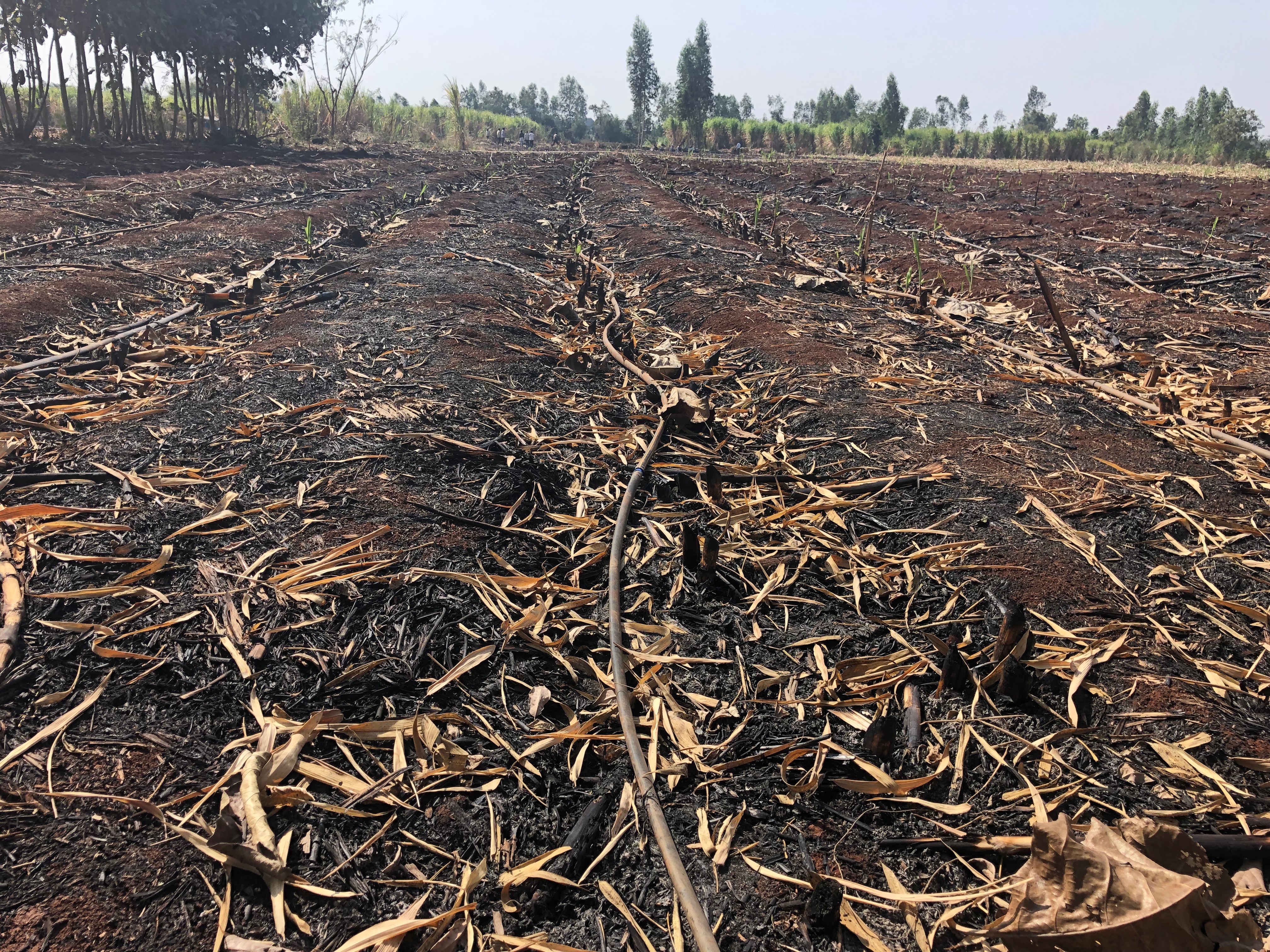 Деградация почв. Soil degradation. Почва в городе. Плохое состояние почвы. Элюирование почвы.