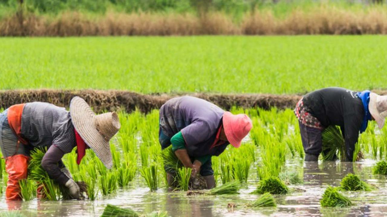 why-cultivation-of-rice-in-south-is-imperative-the-guardian-nigeria