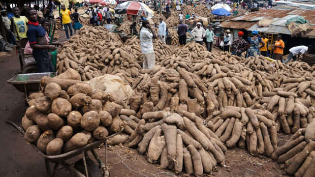 The European market potential for yams