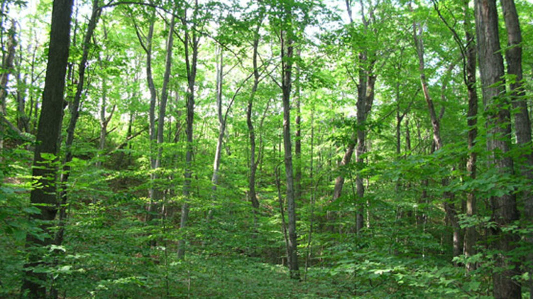 Stakeholders condemn deforestation, biodiversity loss — Property — The Guardian Nigeria News