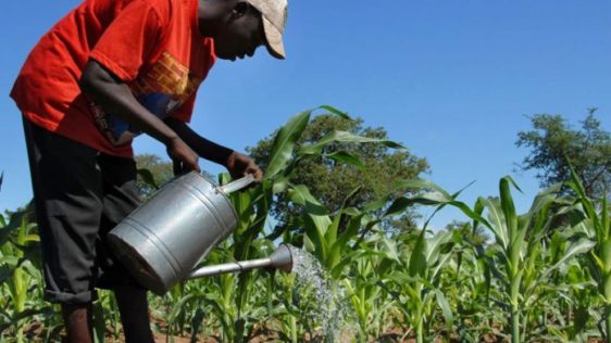 agriculture news in nigeria today the guardian