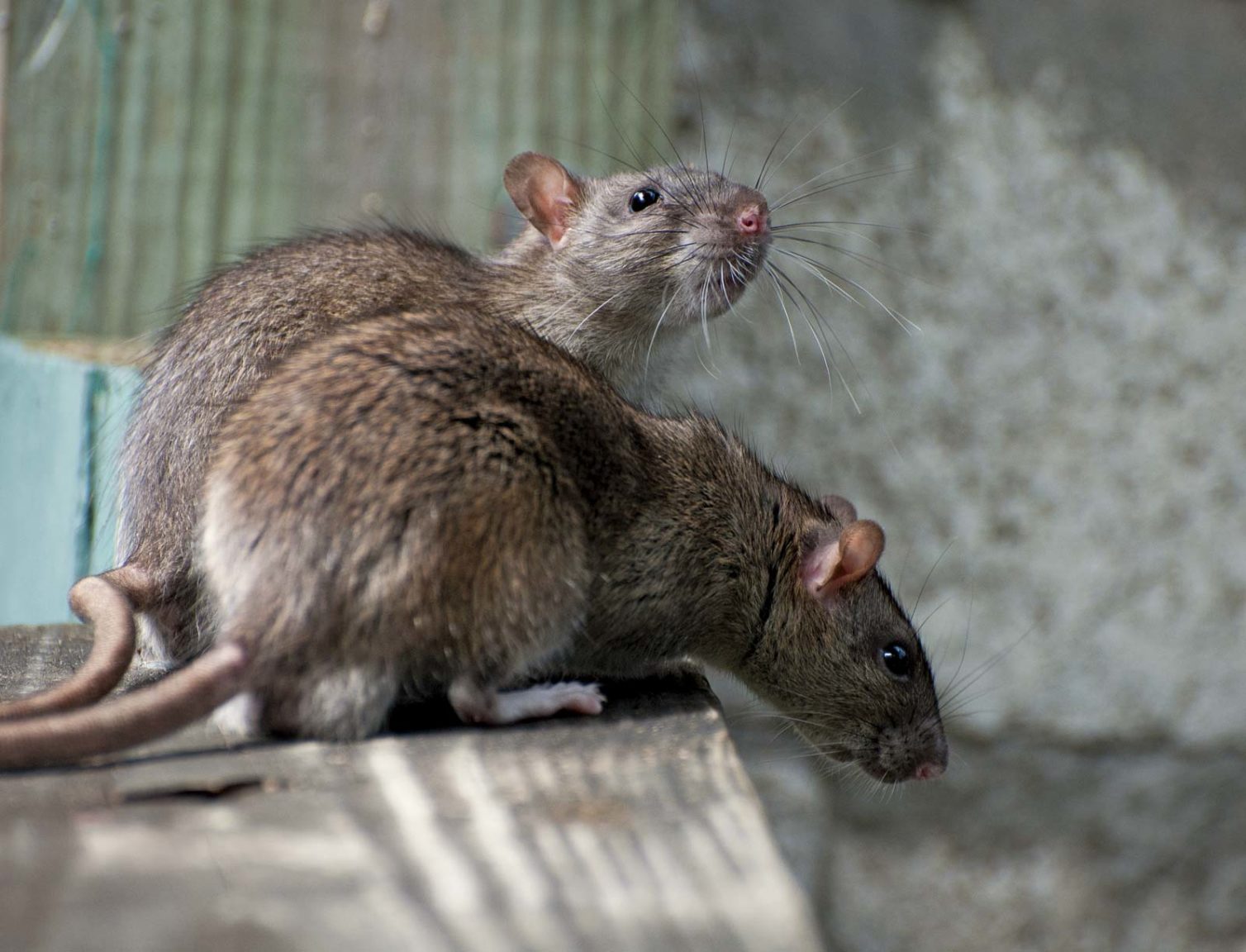 rats-the-guardian-nigeria-news-nigeria-and-world-news-the