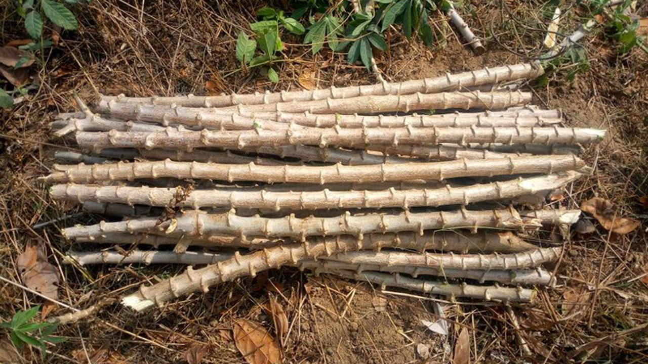Cassava stem demand exceeds N10b, partners harp on integration | The ...