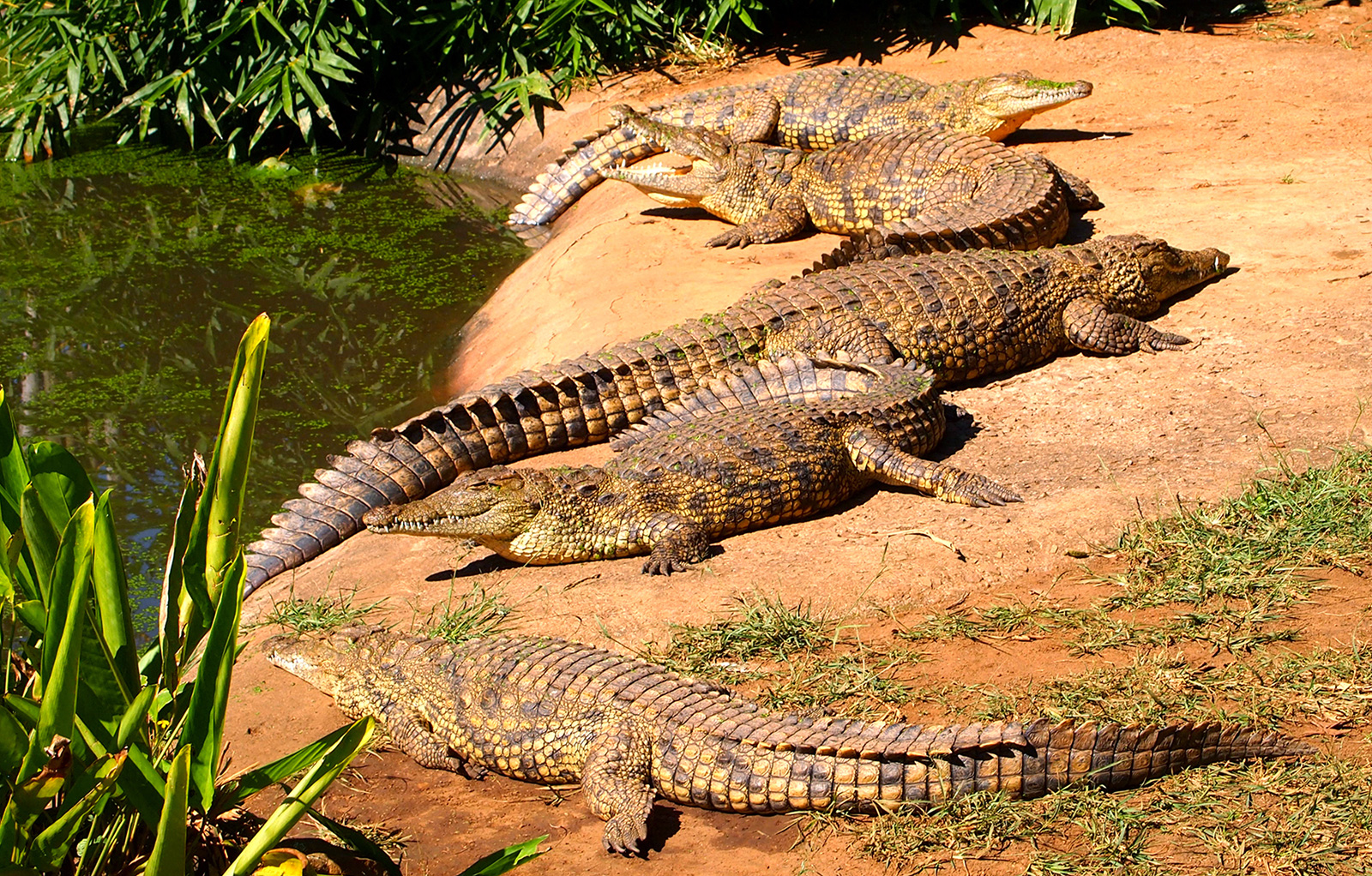 Crocodiles Britannica