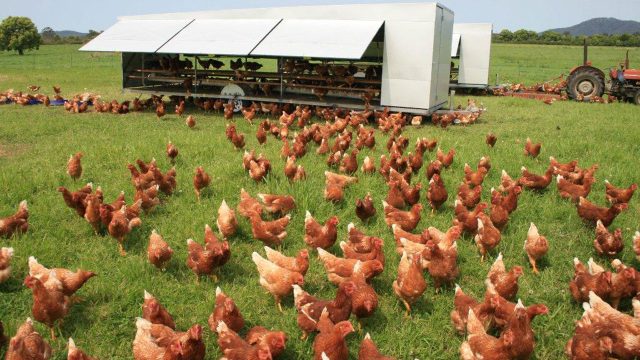 South Africa Bird Flu Outbreak: Poultry industry faces mounting losses