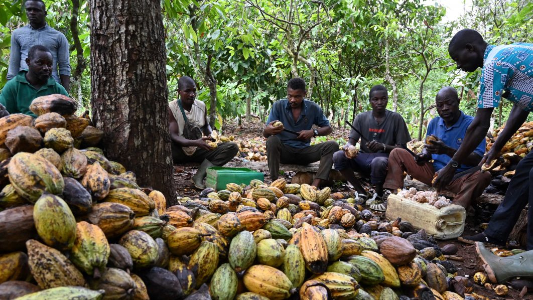 Farmers lament hurdles trailing abolition of cocoa boards | The ...