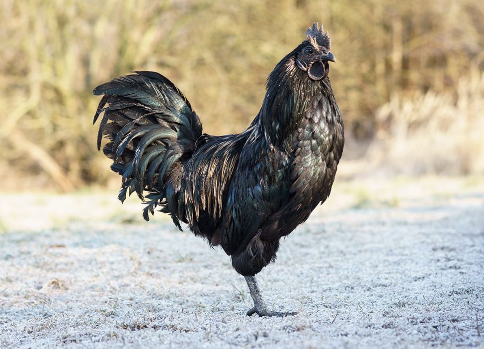 Ayam Cemani: World's Most Expensive Chicken — Guardian Life — The