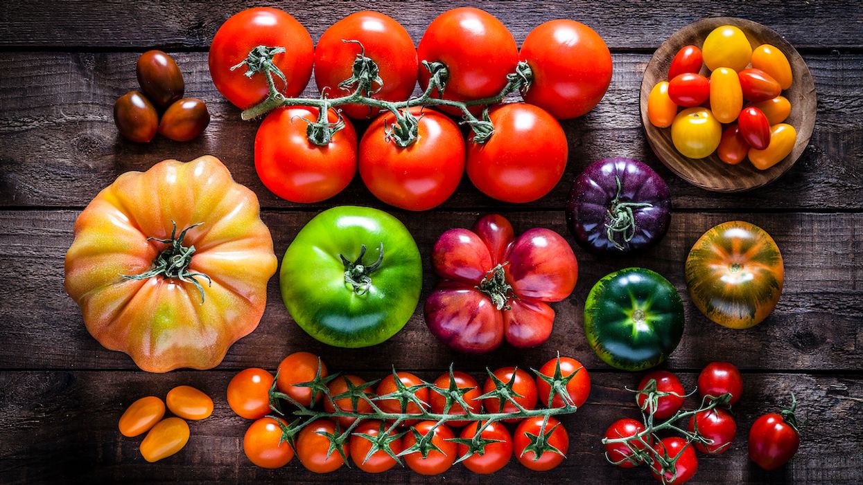 can boxers eat tomatoes