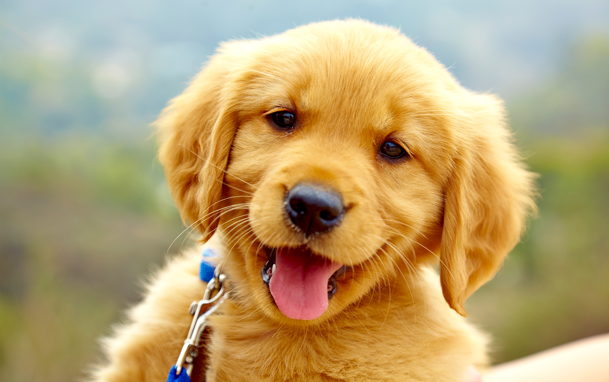 a patient dog eats the fattest bone meaning