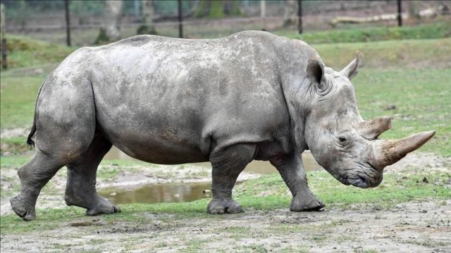 Female Rhino Drowns At Dutch Zoo In Mating Mishap — Guardian Life — The ...