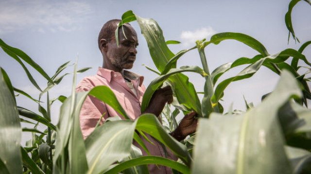 Transforming Africa's Agrifood Systems Requires Coordinated Policies ...