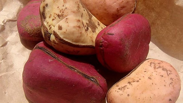 kola nut ceremony