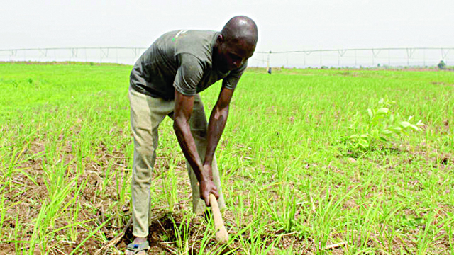 ADP’s collapse deepens farmers’ sufferings