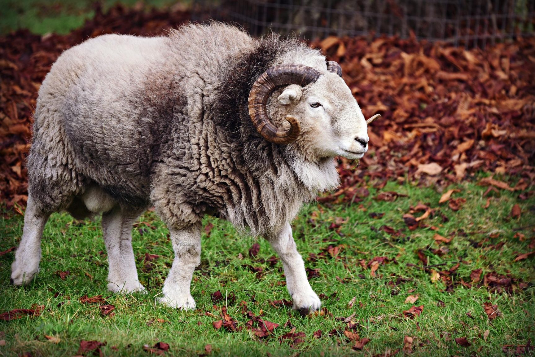 Eid-Al-Adha: Another Season Of Sacrifice — Guardian Life — The Guardian ...