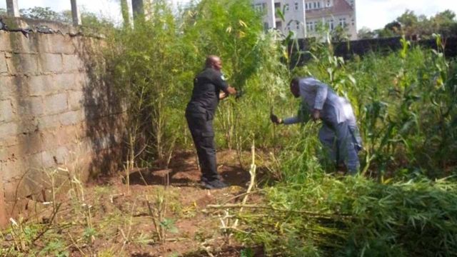 FCT police uncovers Cannabis farm in Abuja, arrest farmer — Nigeria ...