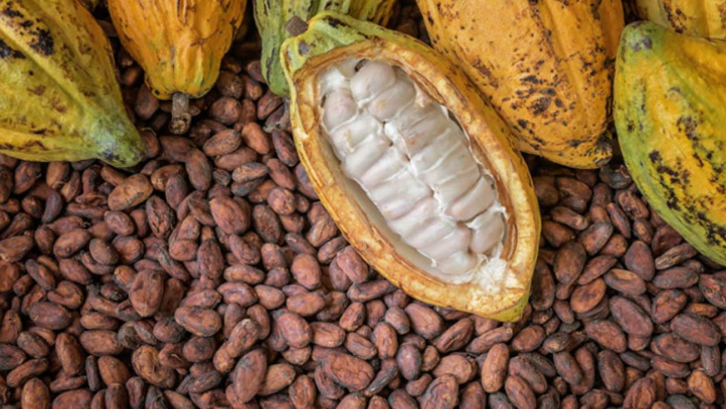 Ondo govt moves to boost cocoa, cashew production | The Guardian ...