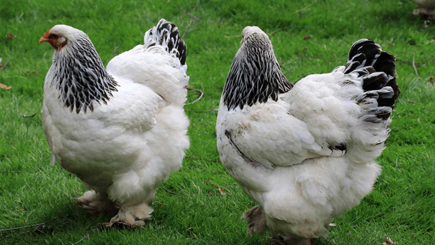 Why Brahma chickens are exceptional for backyard, commercial